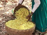 Mahua bumper harvest brings cheer to Adivasis hit by Covid economic woes