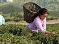 The present and the future of Darjeeling tea