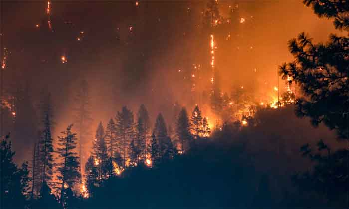 forest fire himachal
