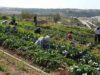 How Small Farms Are Reclaiming Culture in Palestine