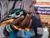 India – Birds Drop Out of the Sky, People Die