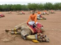 When World Camel Day follows World Yoga Day