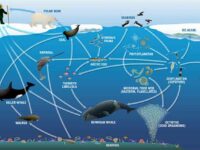 Breakdown of the Marine Food Web