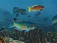 90% of Marine Species Face Extinction Under Emissions Status Quo: Study