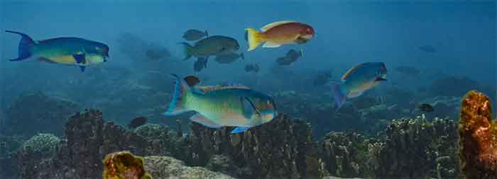 marine life fish
