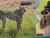 More Questions than Claims Regarding India’s Cheetah Project