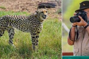 More Questions than Claims Regarding India’s Cheetah Project