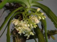 At last wild Orchids are being protected in India  