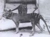 When Killers Become Choosers: Resurrecting the Thylacine and Other Species