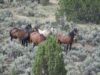 Healthy, sleek wild horses in the Piceance-East Douglas Herd Management Area during a Bureau of Land Management roundup on July 19, 2022. (Photo credit: Ginger Fedak/In Defense of Animals)
https://www.idausa.org/
