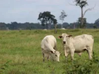 Study on Grazing Highlights Need for People-Centered Conservation