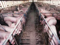The Meat Industry Has Created a False Dichotomy That Pits People Against Animals
