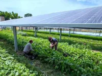 Agrivoltaics: The Farm-to-Solar Trend That Can Help Accelerate the Renewable Energy Transition