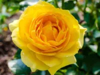 Lament of the Yellow Rose