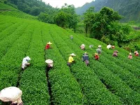 The Deplorable Work Conditions Behind Harrods’ $7,000 ‘Ambootia Snow Mist’ Darjeeling Tea