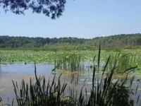Supremes Declare War on Wetlands