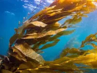 Is Kelp the Next Ocean Hero? Only if We Can Protect It