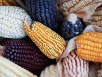 Worldwide Support Needed to Strengthen Mexico Government and People’s Efforts to Keep Away GM Corn