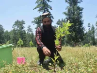 Chinar man, Abdul Ahad Khan, inspects the trees planted by him in the northern belt of Kupwara district