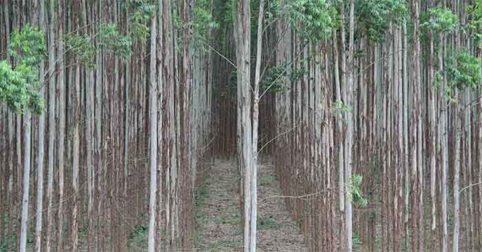 eucalyptus plantation