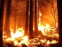 Wildfires Aren’t Just a Threat to People—They’re Killing Off Earth’s Biodiversity