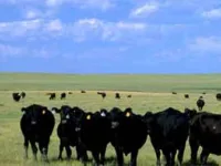 Keeping Cattle on Public Land Is Bad for People, Cows, Wildlife, and the Planet