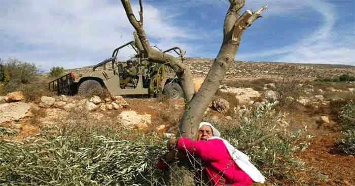 Palestine Olive Tree