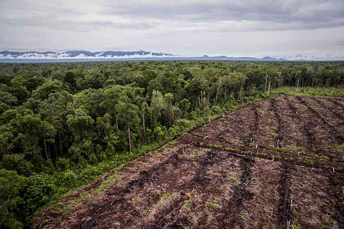 Rainforest Palm Oil