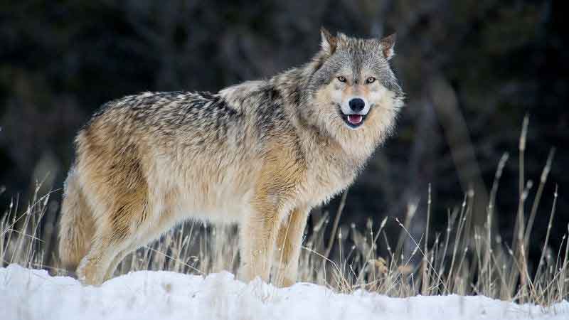 Gray Wolf 1