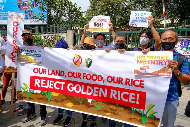 GMO Golden Rice in the Philippines