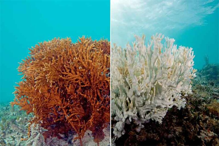 Ocean Heat Pummels The Great Barrier Reef, Again| Countercurrents