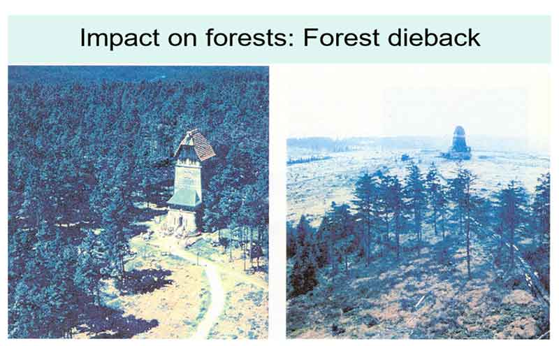 forest dieback