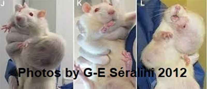 GMO GM Rats